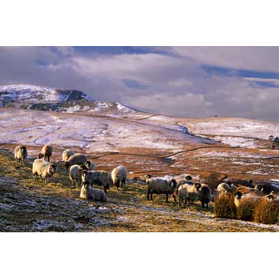 6068_Sheep in Widdale